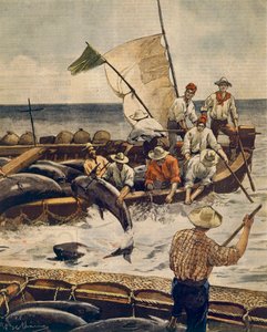 Mimořádný lov tuňáka obecného na ostrově Piana, Sardinie, Achille Beltrame (1871-1945), z La Domenica del Corriere, 30. června 1900 od Achille Beltrame