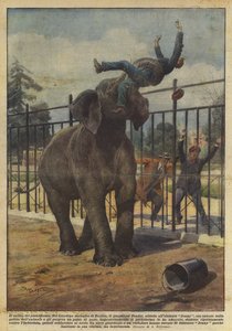 Zločin pachyderma