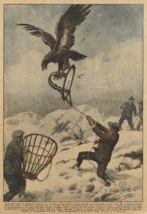 V horách Coggiola (Biella) mohl mladý muž chytit do pasti krásného orla skalního.