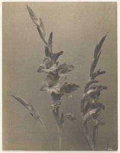 [Gladiolus] od Achille Quinet