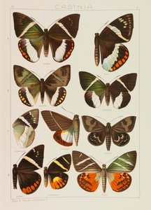The Great Butterflies of the Earth The Macrolepidoptera of the World, 1909. od Adalbert Seitz