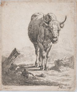 Kráva, při pohledu zepředu, 1805.