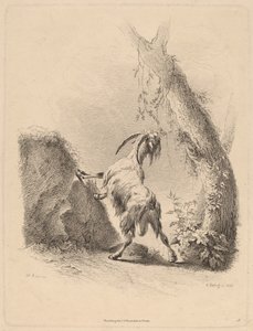 Koza v krajině, 1805. od Adam von Bartsch