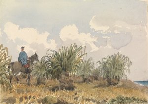 Tussac Grass, Falklandy