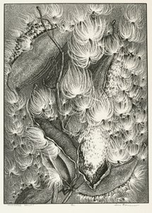 Milkweed Ballet od Adolf Ernst Meissner