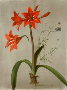 Amaryllis a Gilia