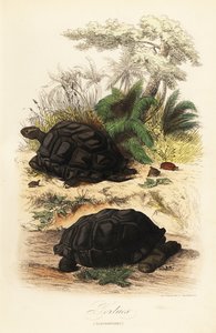 Aldabra obří želva, Aldabrachelys gigantea, zranitelná