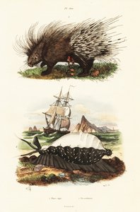 Dikobraz chocholatý a cowrie tygr.