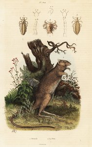 Druhy potoroo a vši dlouhonohé. od Adolph (after) Fries