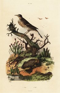 Pipit luční a ropucha surinamská.