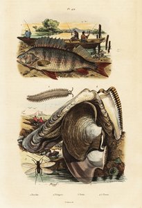 Okoun, perlorodka, sametový červ a lacewing.,1834-1839 (rytina)