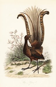 Vynikající lyrebird, Menura novaehollandiae, la Lyre a falešná azalka, Menziesia ferruginea