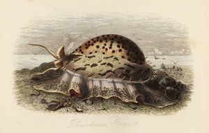 Tygr cowrie, Cypraea tigris