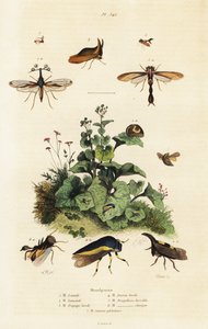 Treehoppers., 1834-1839 (rytina) od Adolph (after) Fries