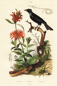 Trumpet Manucode, Beetle a Wild Dagga. od Adolph (after) Fries