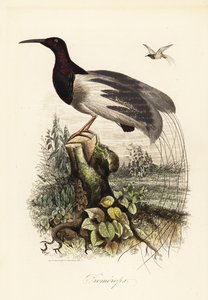 Dvanáctidrátová rajka, Seleucidis melanoleucus