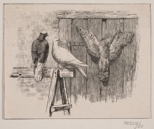 Holubi od Johan Adolph Kittendorff