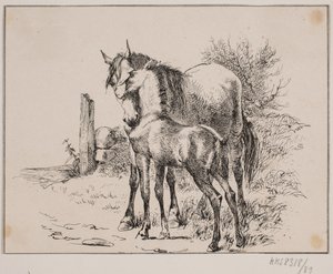 Kůň a hříbě od Johan Adolph Kittendorff