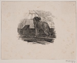 Pudl pes od Johan Adolph Kittendorff