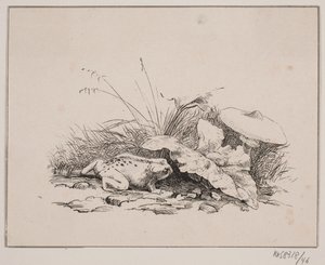 Ropucha od Johan Adolph Kittendorff