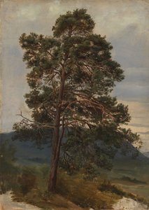 Studie borovice