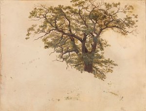 Studie dubu od Adolph Tidemand