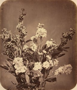 Kytice, c. 1855.
