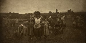 Volání sběračů od Adolphe Braun