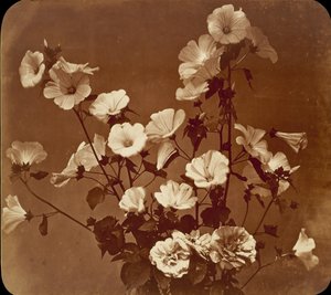 [Květinová studie, Rose of Sharon], ca. 1854.