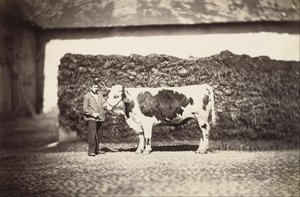 [Prize Bull] od Adolphe Braun