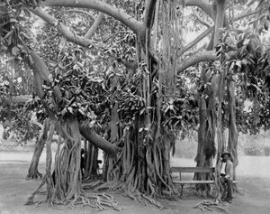 Banyan tree, Kingston Park, Jamajka, c1905.