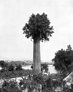 Strom vyrůstající ze starého komína cukrové usedlosti, Jamajka, c1905.