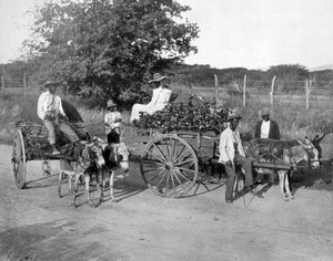 Dřevěné vozíky, Jamajka, c1905. od Adolphe Duperly and Son