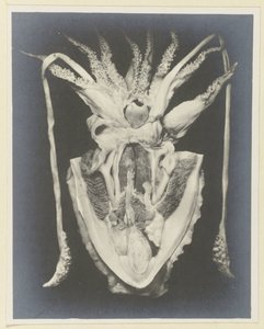 Anatomie chobotnice Anatomy de la Seiche (název na objektu) od Adolphe Louis Donnadieu