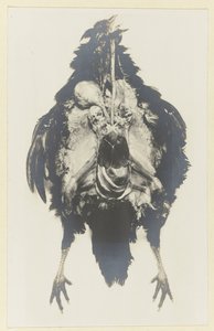 Anatomie kuřete Anatomie de la poule od Adolphe Louis Donnadieu