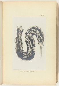 Rozřízněte zmiji s viditelnými orgány Organes internes de la Vipere (název na objektu) od Adolphe Louis Donnadieu