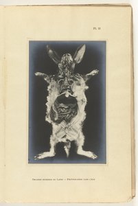 Králík rozřezán s viditelnými orgány Organes internes du lapin - Fotografie dans l