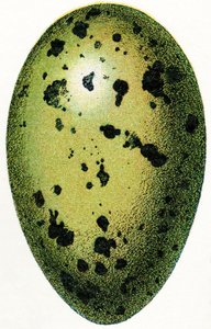 Egg of a Common Loon, 1923 od Adolphe Philippe Millot