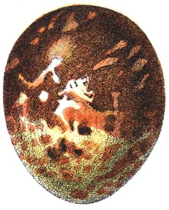 Vejce káně medonosné (Pernis apivorus), 1923 od Adolphe Philippe Millot