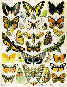 Ilustrace motýlů a můr c.1923 (litho)