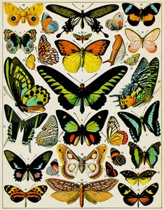 Ilustrace motýlů a můr c.1923