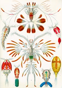 Ilustrace Copepods, c.1909 od Adolphe Philippe Millot