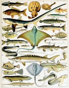 Ilustrace Fish c.1923 (litho)