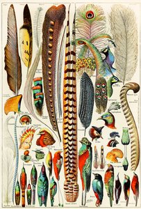 Ilustrace peří a ptáků c.1923