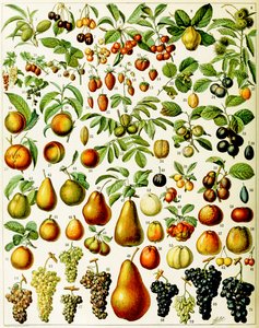 Ilustrace ovoce c.1923
