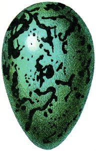 Puffin Egg, 1923 od Adolphe Philippe Millot