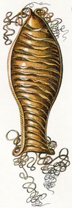 Případ rýhovaného vejce žraloka (Scyliorhinus), 1923 od Adolphe Philippe Millot