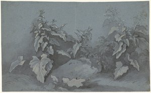 Studie rostlin od Adriaan Boudewyns