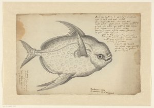 Kingfish