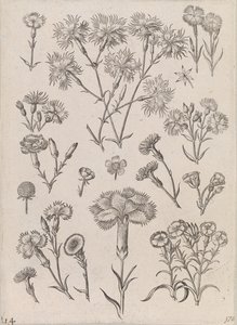 Narcisy od Adriaen Collaert